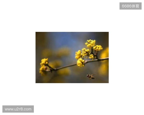 布达佩斯Major第一阶段：战舰轰鸣！FaZe 2-1 RED Canids